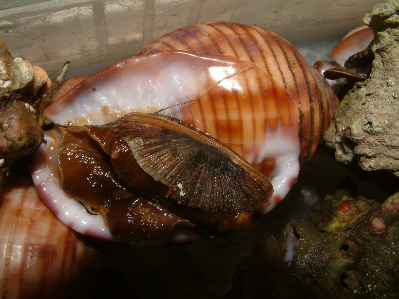 Phalium granulatum vivo